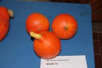 Tykev obrovská 'Solor F1'