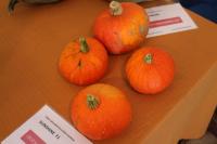 Tykev obrovská 'Sunshine F1'