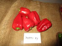 Paprika čínská 'Popti F1'