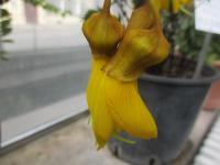 Jerlín (Sophora tetraptera)