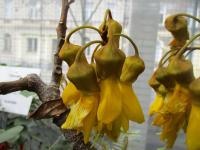 Jerlín (Sophora tetraptera)