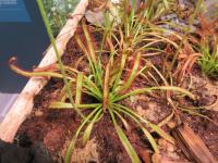 Rosnatka kapská (Drosera capensis)