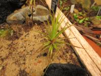 Chejlava gorgonská (Roridula gorgonias)