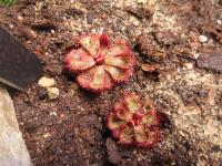 Rosnatka (Drosera slackii)
