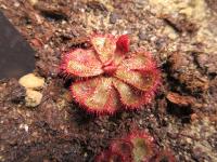 Rosnatka (Drosera slackii)