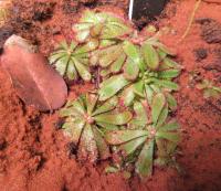 Rosnatka Hamiltonova (Drosera hamiltonii)