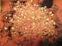 Rosnatka (Drosera roseana)
