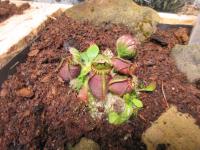 Láčkovice australská (Cephalotus follicularis)