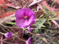 Byblida obrovská (Byblis gigantea)