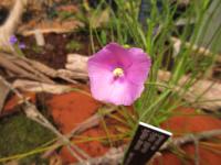 Byblida obrovská (Byblis gigantea)