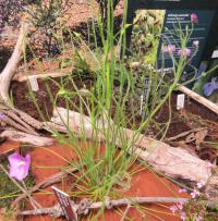 Byblida obrovská (Byblis gigantea)