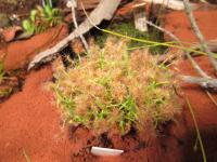Rosnatka štíří (Drosera scorpioides)