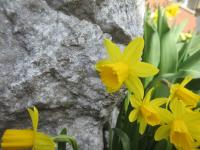 Narcis 'Tete a Tete' (Narcissus)