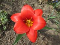 Tulipán Kaufmannův 'Showwinner' (Tulipa kaufmanniana)