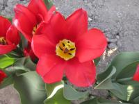 Tulipán 'Red Purissima' - Fosteriana tulipány