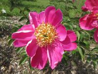 Pivoňka čínská 'Andromeda' (Paeonia lactiflora)
