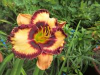 Denivka 'Intarsia of Ebony' (Hemerocallis)