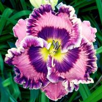 Denivka 'Born In California' (Hemerocallis)