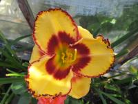 Denivka 'Tomáš Sehnoutka' (Hemerocallis)