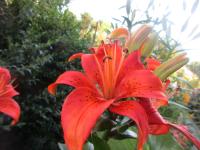 Lilie 'Tropical Joy' (Lilium)