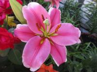 Lilie 'Trocadero'