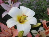 Lilie 'White Planet'