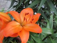 Lilie 'Rocardo'