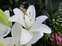 Lilie 'Scansano'