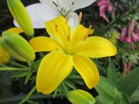 Lilie 'Serrada'