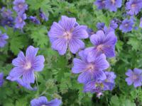 Kakost vznešený (Geranium x magnificum)