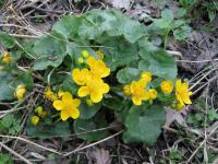 Blatouch bahenní (Caltha palustris)