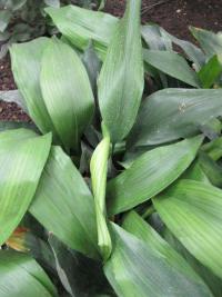 Kořenokvětka vyšší (Aspidistra elatior)
