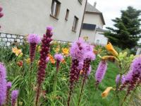 Šuškarda klasnatá (Liatris spicata)