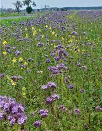 Svazenka vratičolistá (Phacelia tanacetifolia)
