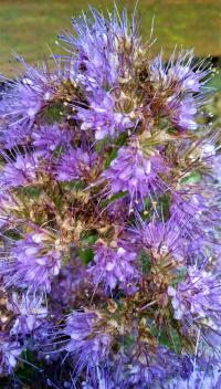 Svazenka vratičolistá (Phacelia tanacetifolia)