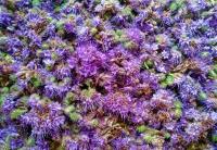 Svazenka vratičolistá (Phacelia tanacetifolia)