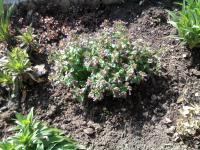 Plicník lékařský (Pulmonaria officinalis)