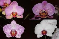 Falenopsis (Phalaenopsis)