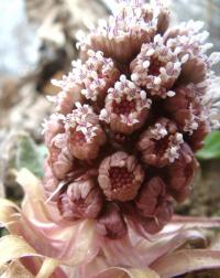 Devětsil lékařský (Petasites hybridus)