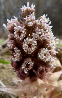 Devětsil lékařský (Petasites hybridus)