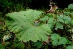 Devětsil lékařský (Petasites hybridus)