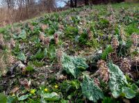 Devětsil lékařský (Petasites hybridus)