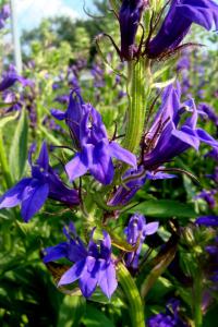 Lobelka Fan Blue (Lobelia speciosa)