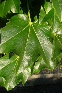 Loubinec trojlaločný (Parthenocissus tricuspidata)