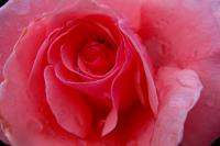 Růže 'Queen Elizabeth' (Rosa)