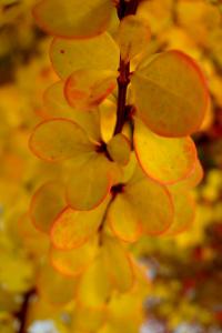 Dřišťál Thunbergův do žluta (Berberis thunbergii)