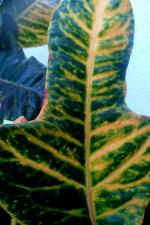 Podivec pestrý (Codiaeum variegatum)