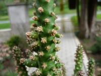 Opuncie větévnatá (Opuntia subulata)