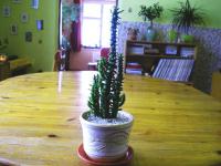 Opuncie větévnatá (Opuntia subulata)