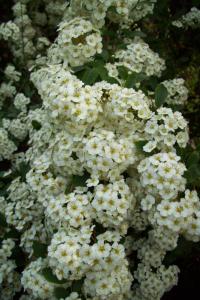 Tavolník popelavý Grefsheim (Spiraea x cinerea)